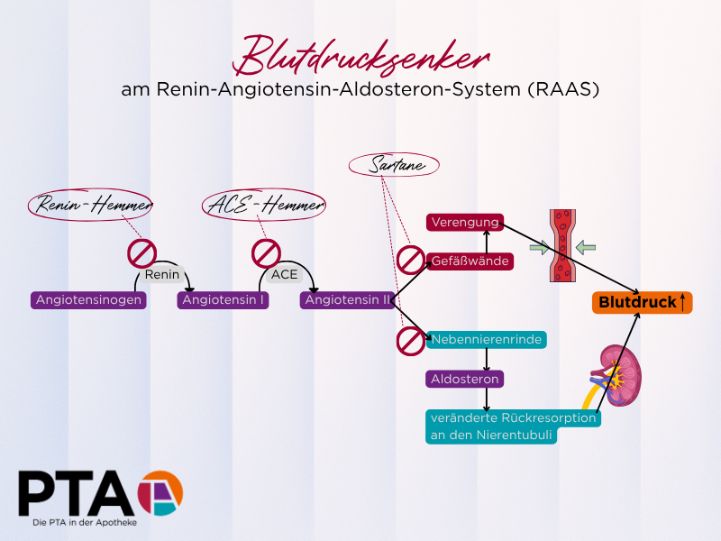 Ein Flussdiagramm zeigt, wo ACE-Hemmer und Angiotensin-II-Rezeptor-Antagonisten am RAAS ansetzen (wie im Text beschrieben).
