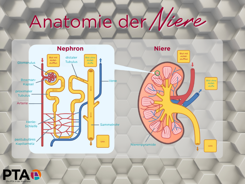 Anatomie der Niere im Ganzen und des Nephrons im Einzelnen: Blut mit Schadstoffen gelangt in die Niere, wird durch feine Gefäßstrukturen wie die Henle Schleife gefiltert und in sauberes Blut und Urin getrennt.