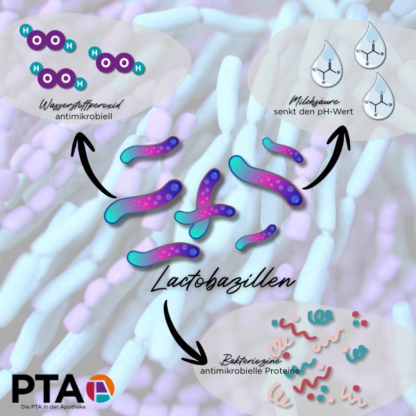 Eine Darstellung von Lactobazillen. Von den Bakterien gehen drei Pfeile ab: einer weist auf Wasserstoffperoxid (antimikrobiell), einer auf Milchsäure (senkt den pH-Wert), einer auf Bakteriozine (antimikrobielle Peptide).