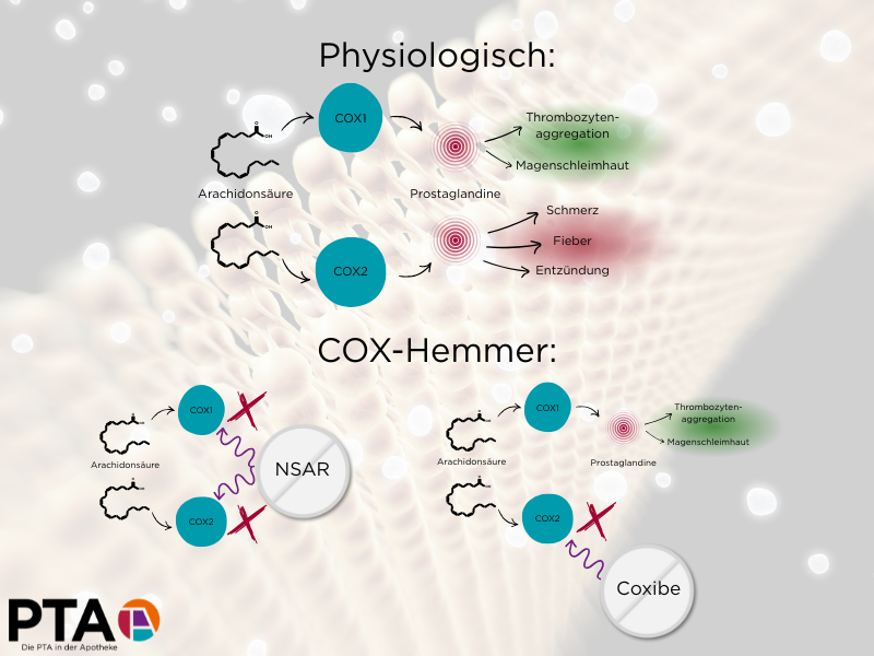 Eine Grafik zeigt, dass NSAR COX1 und COX2 hemmen und so Schmerz, Fieber und Entzüngungen hemmen, aber auch die physiologische Thrombozytenaggregation und Magenschleimhauterhaltung. Coxibe hemmen nur COX2, sodass die physiologischen Funktionen erhalten bleiben.