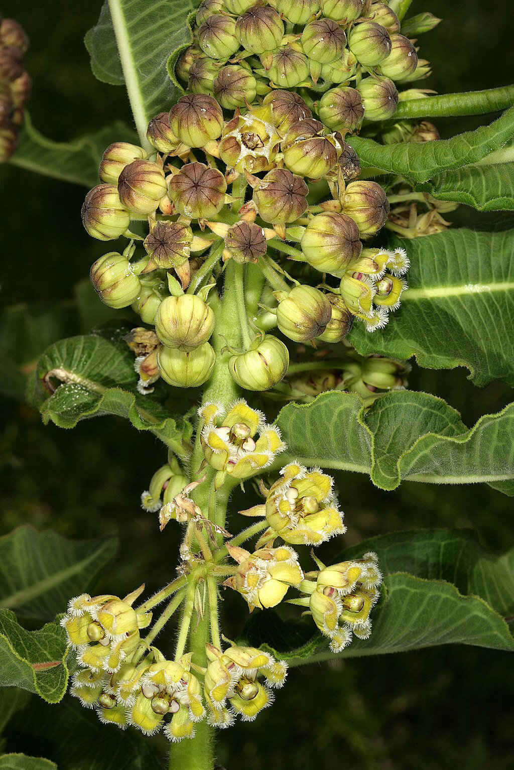 Abbildung einer Uzara-Pflanze