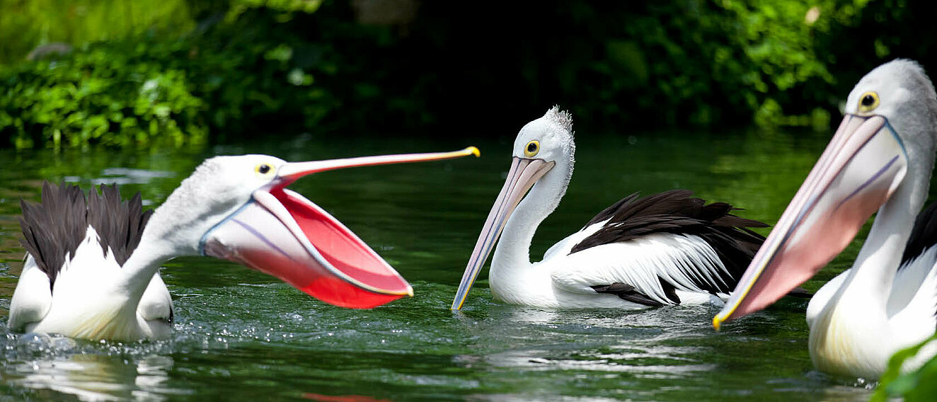 Pelikane auf dem Wasser.