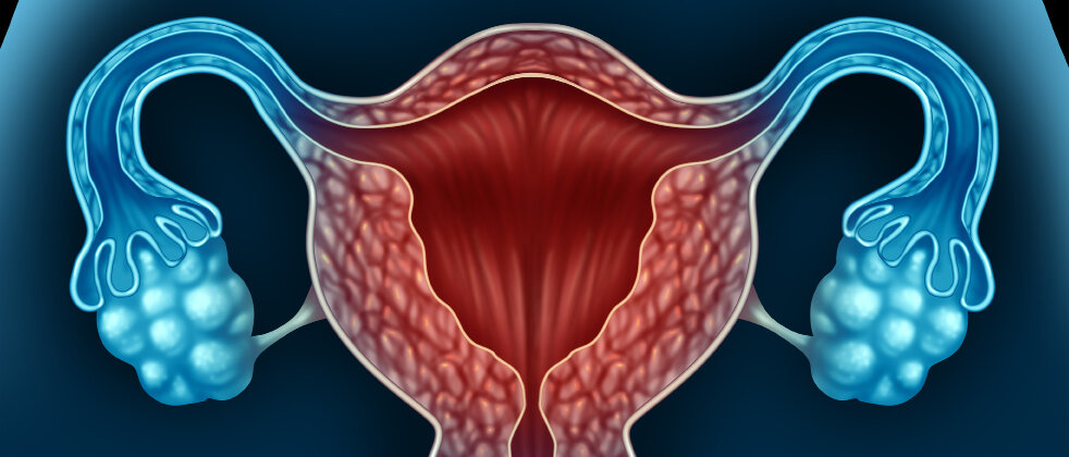 Abbildung eines weiblichen Uterus