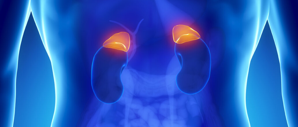 Abbildung von Nieren im Körper