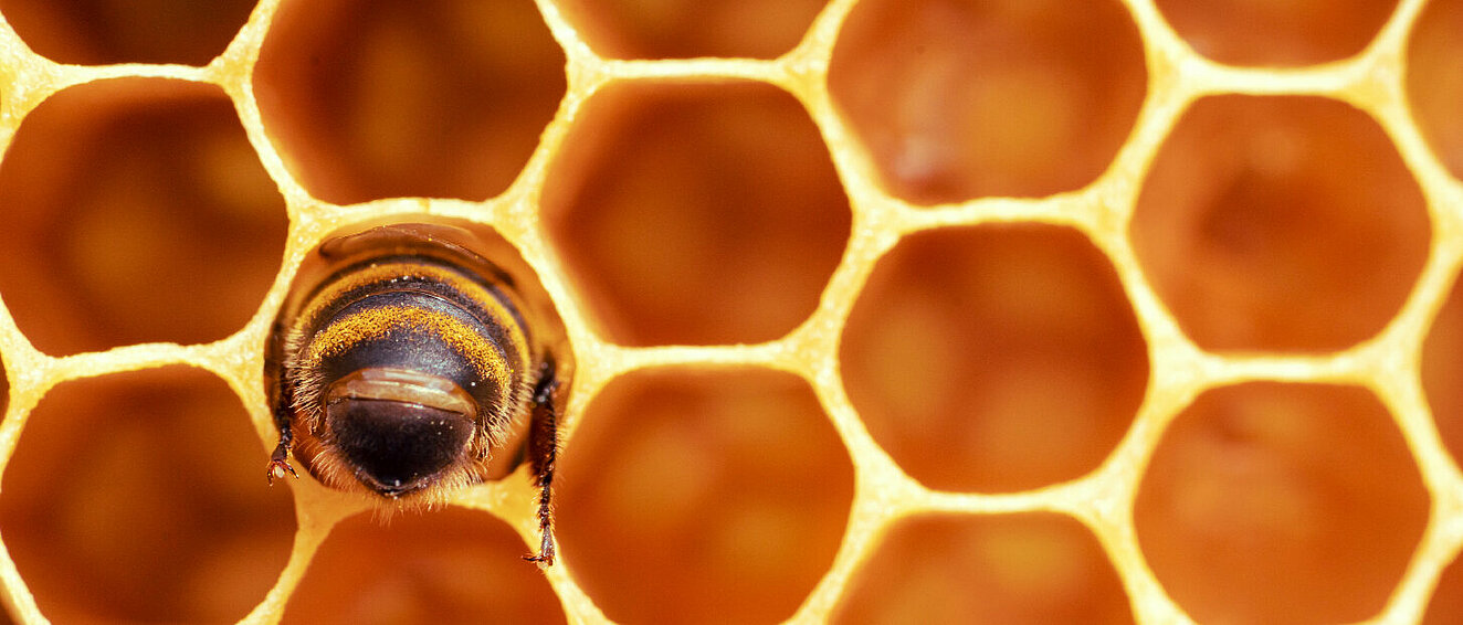 Biene in der Wabe.