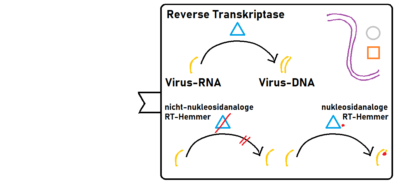 Reverse Transkriptase übersetzt die Virus-RNA in DNA.