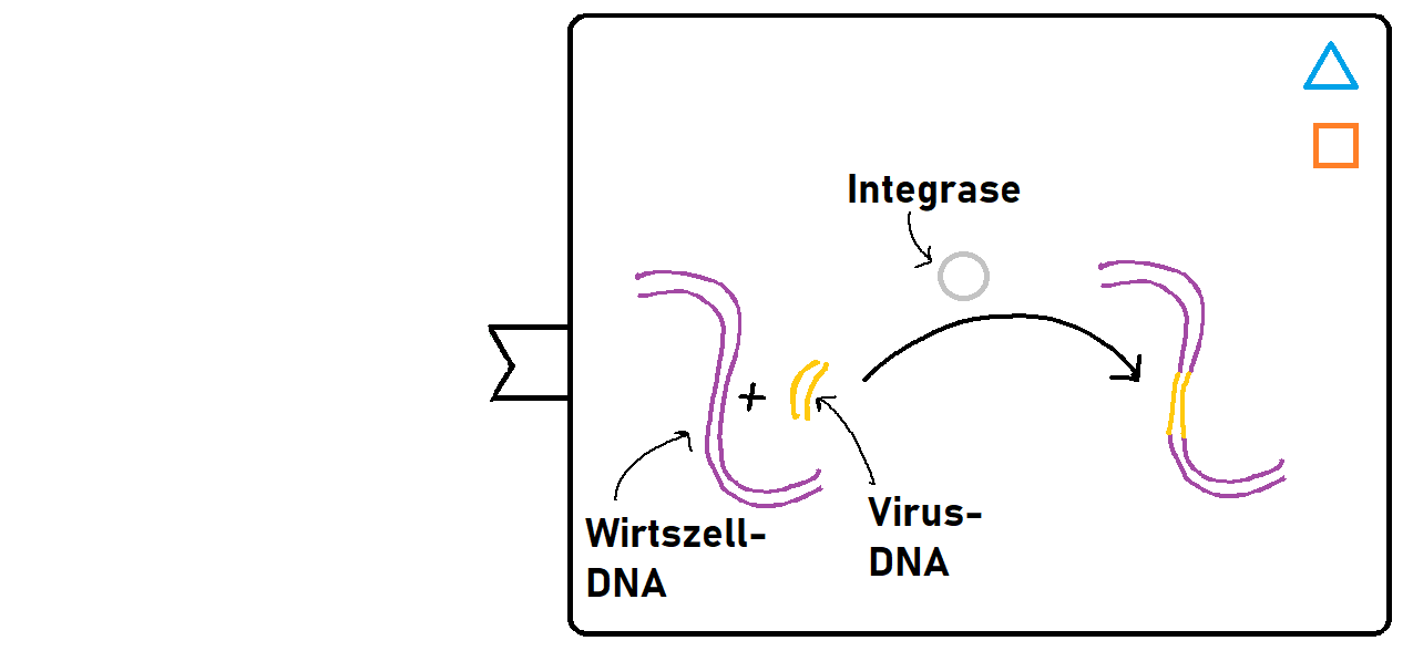 Integrase baut die Virus-DNA in die Wirtszell-DNA ein.