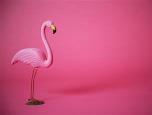 Flamingo © sanneberg / fotolia.com