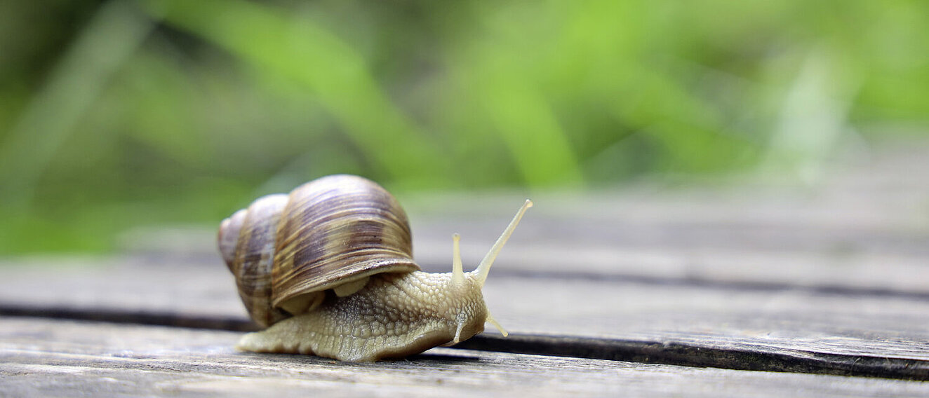 Schnecke auf Holz