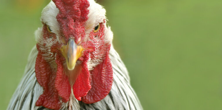 Huhn © sanddebeautheil / iStock / Getty Images Plus