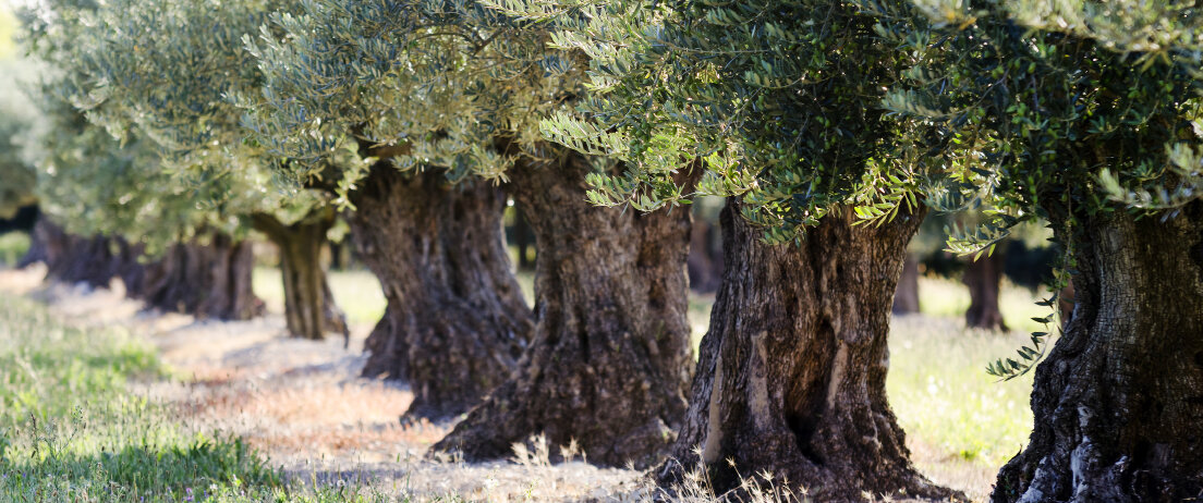 © danymages / iStock / Getty Images Ölbäume © danymages / iStock / Getty Images