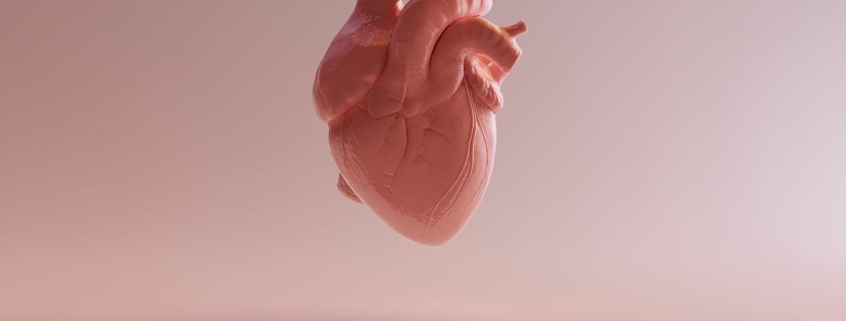 Anatomisches Herz vor rosafarbenen Hintergrund.