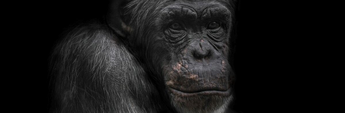 Ein Schimpanse vor schwarzem Hintergrund, der nachdenklich schaut.