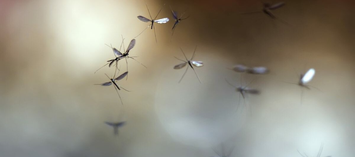 Mücken, die fliegen.