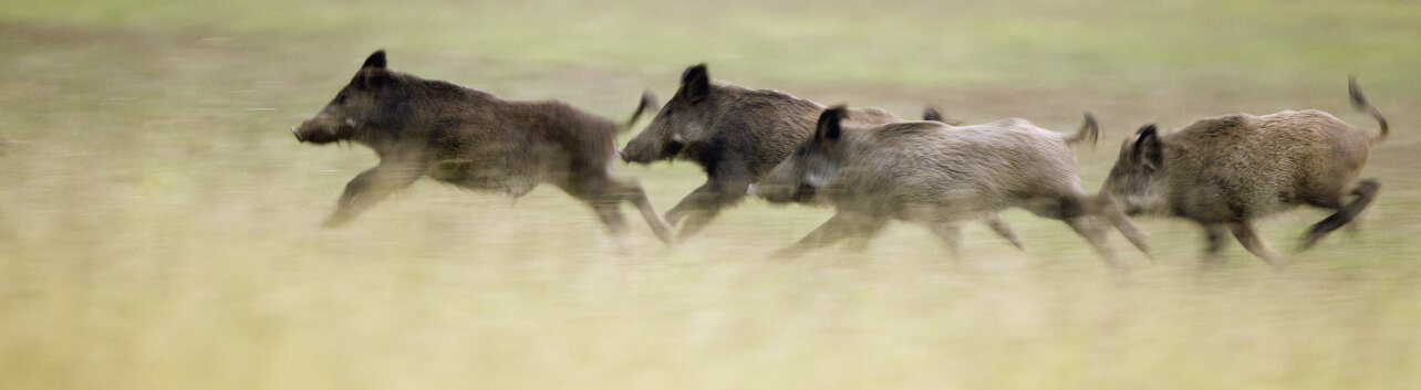 Wildschweinhorde © Jevtic / iStock / Thinkstock