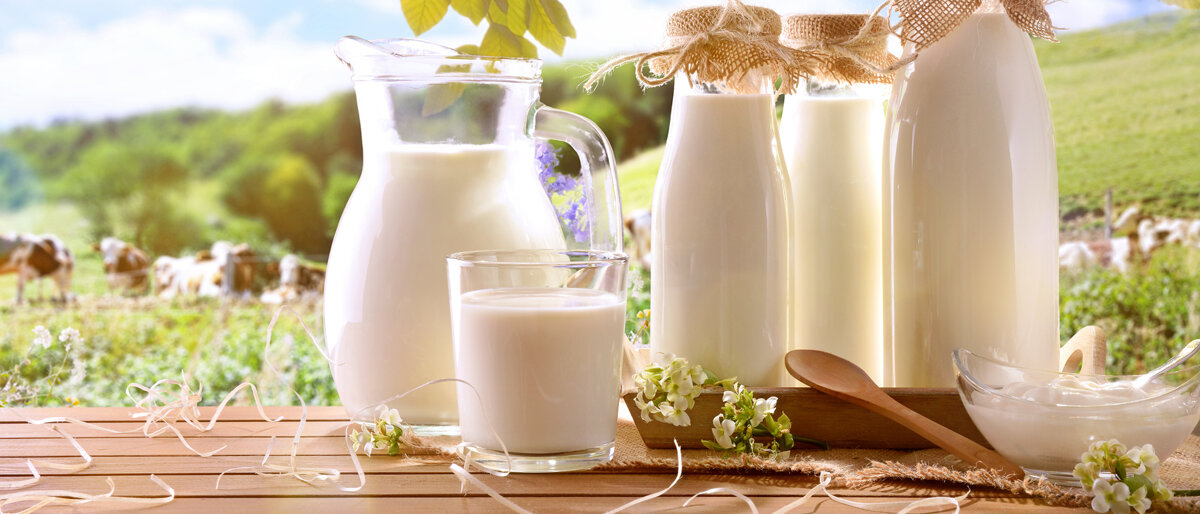 Mehrere Kännchen und Gläser voll Milch stehen auf einem Tisch unter einem Baum auf einer Kuhweide.