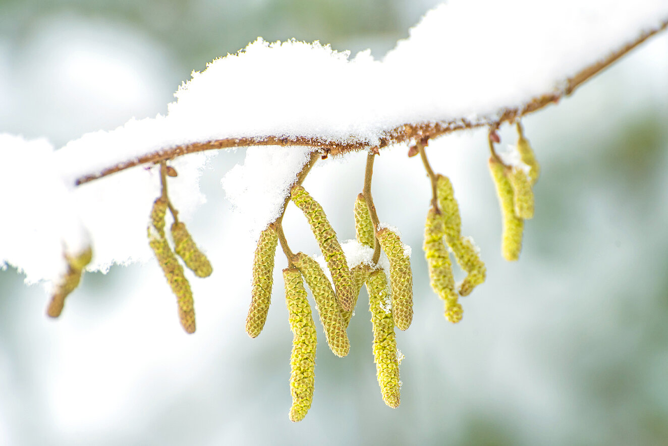 Schnee auf Ast © HansJoachim / iStock / Getty Images