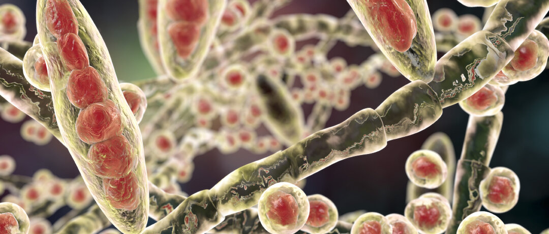 Pilzsporen © Dr_Microbe / iStock / Getty Images