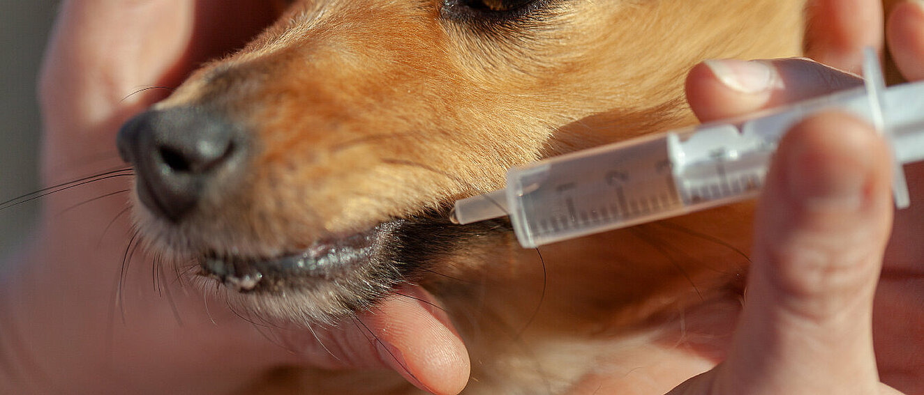 Hund bekommt Spritze. © huettenhoelscher / iStock / Getty Images Plus