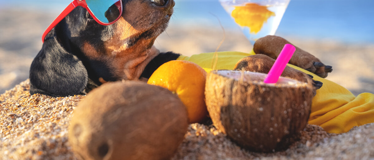 Ein Hund liegt am Strand, sonnt sich und trinkt Cocktails.
