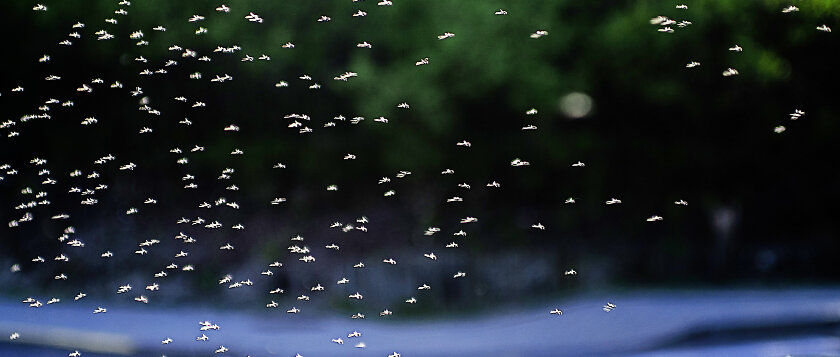 Mücken © KajaNi / iStock / Thinkstock