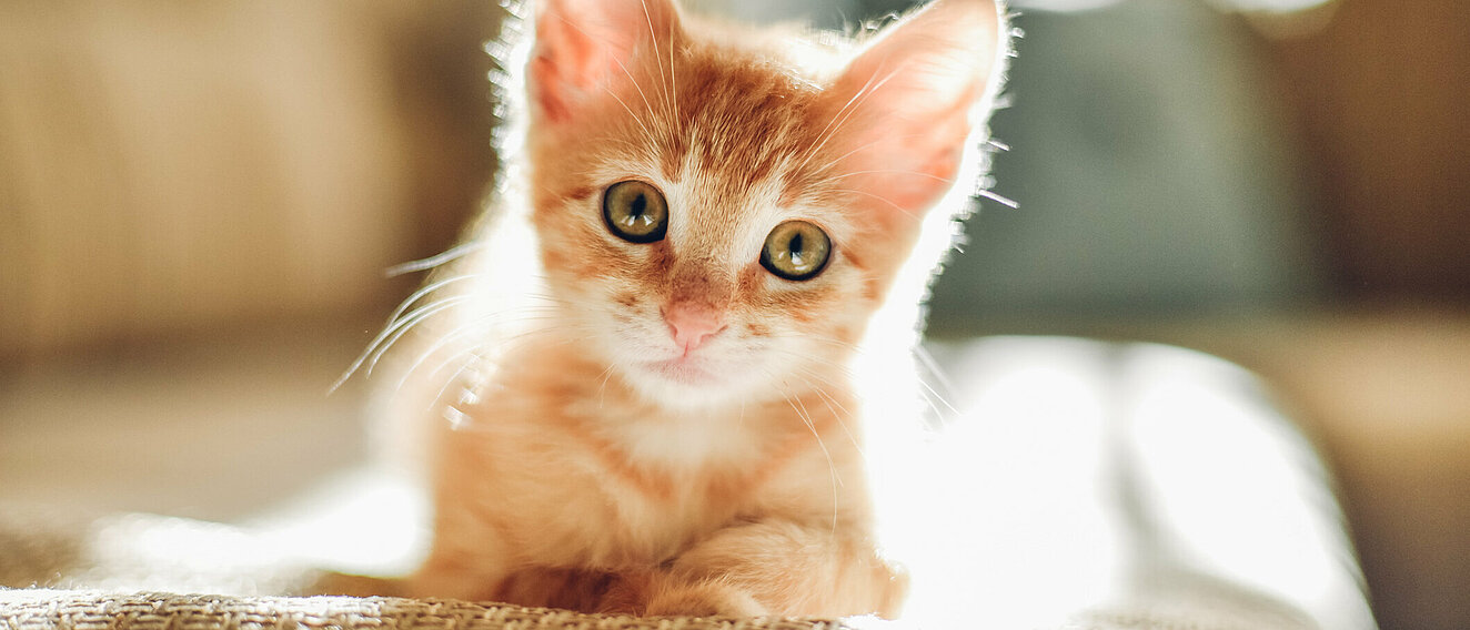 © RalchevDesign / iStock / Thinkstock Katzenbaby © RalchevDesign / iStock / Thinkstock