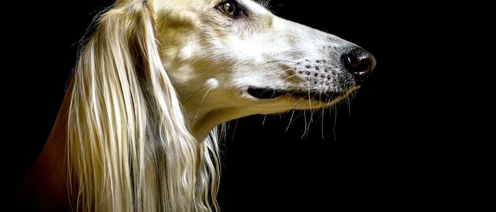 Hudnd © hemlep / fotolia.com