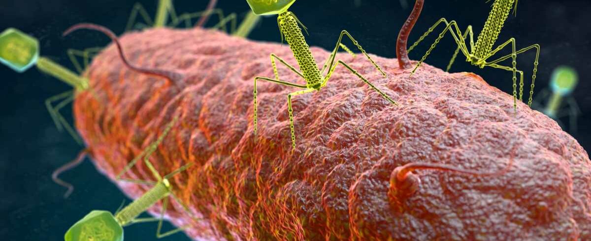 Eine Illustration zeigt Bakteriophagen auf einem Bakterium.