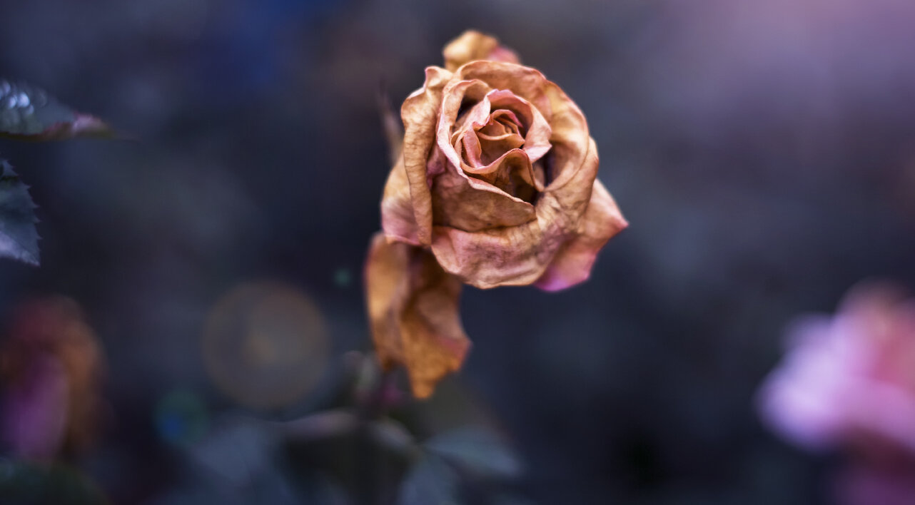 Verwelkte Rose © nndanko/ iStock / Getty Images