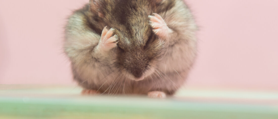 Hamster © Madhourse / iStock / Getty Images