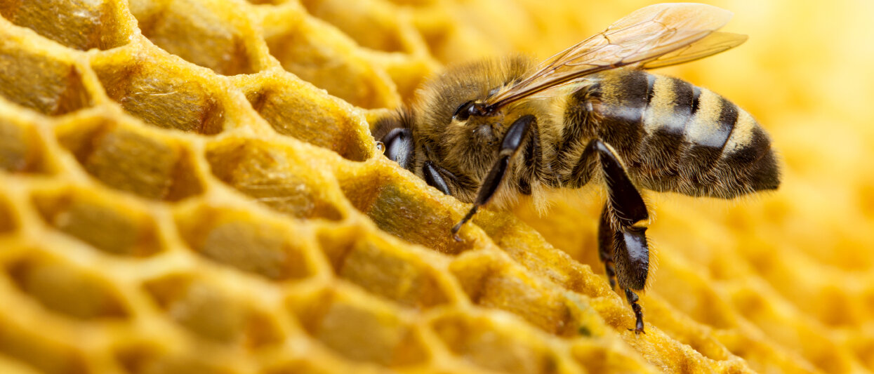 Biene auf Wabe. © Valengilda / iStock / Getty Images Plus