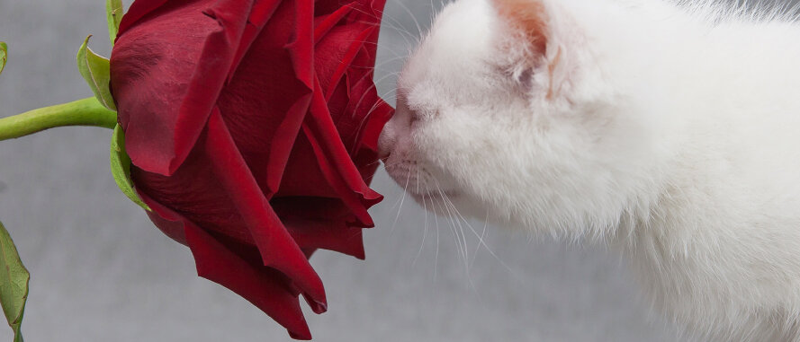 Kätzchen schnuppert an Blume. © Olga Novikova / iStock / Getty Images