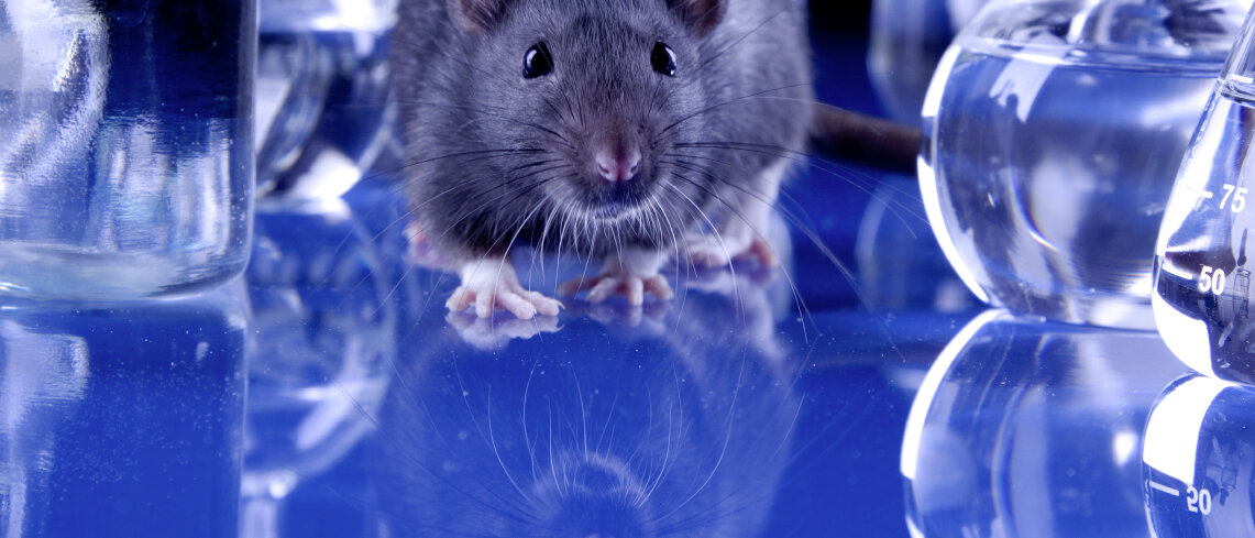 Ratte © FikMik / iStock / Getty Images Plus