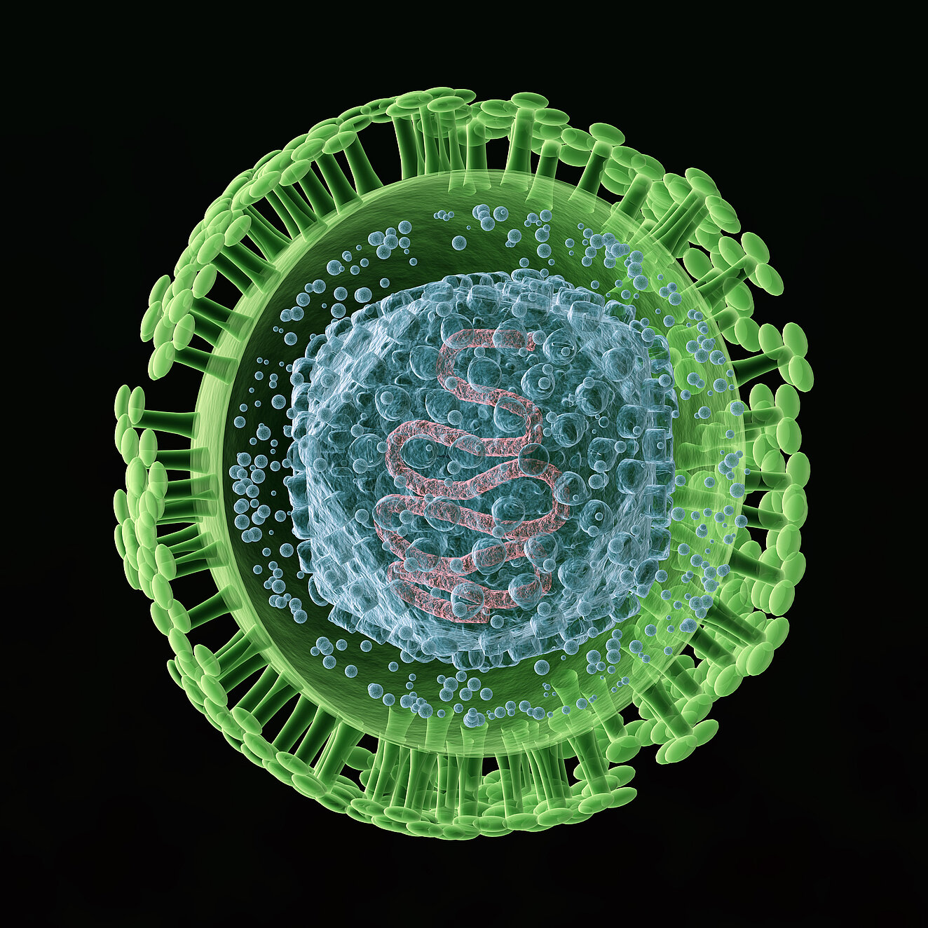 Herpesvirus © Aunt_Spray / iStock / Thinkstock