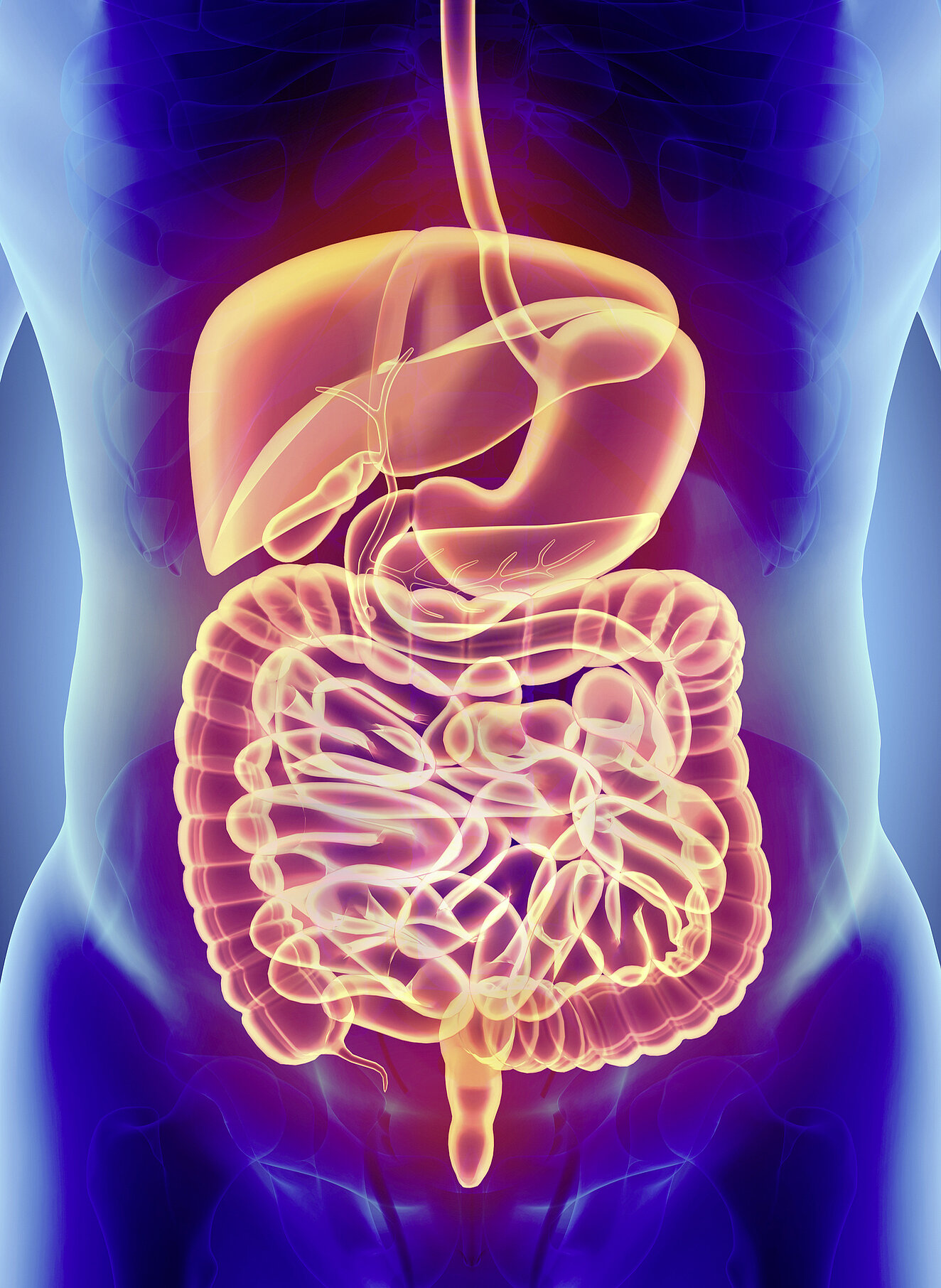 Magen-Darm-Trakt © yodiyim / iStock / Thinkstock