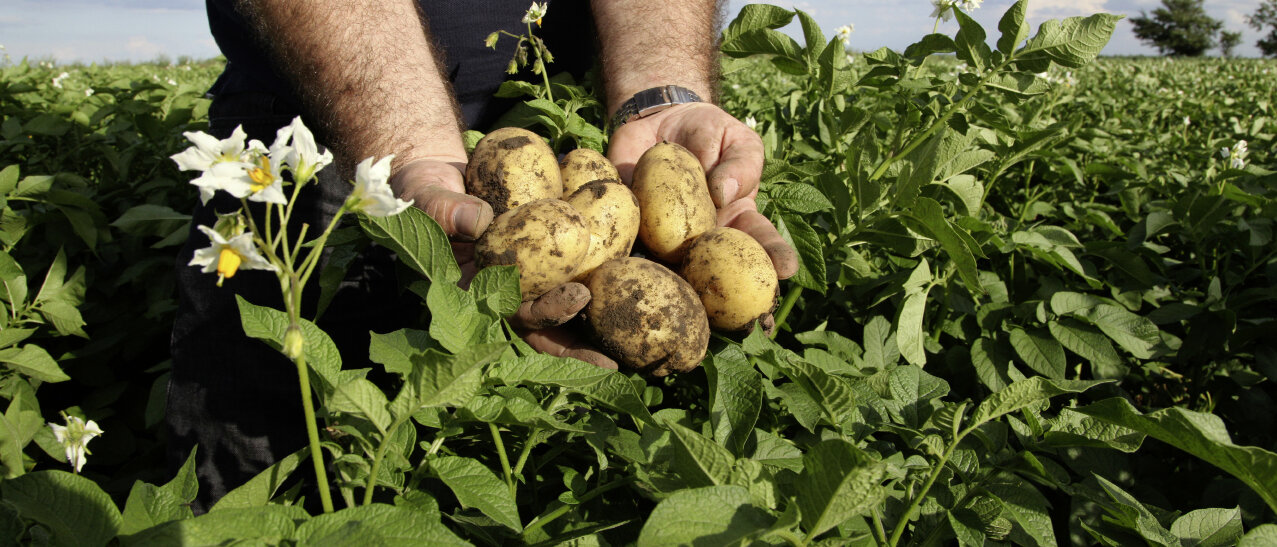 Kartoffeln © npantos / iStock / Getty Images