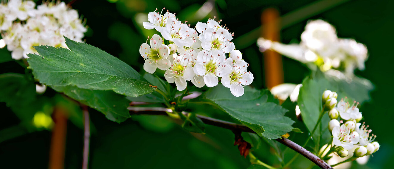 Weißdorn-Blüten © rezkrr / iStock / Thinkstock