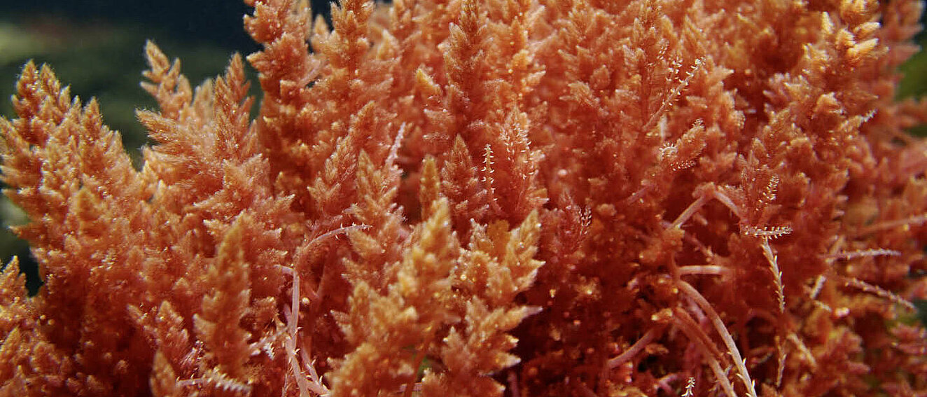 Koralle © Damocean / iStock / Getty Images