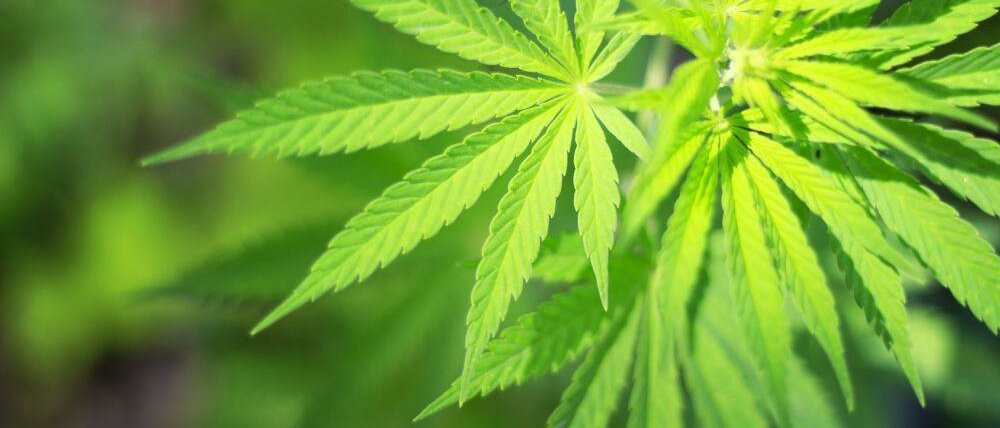 Cannabispflanze © sarra22 / 123rf.com