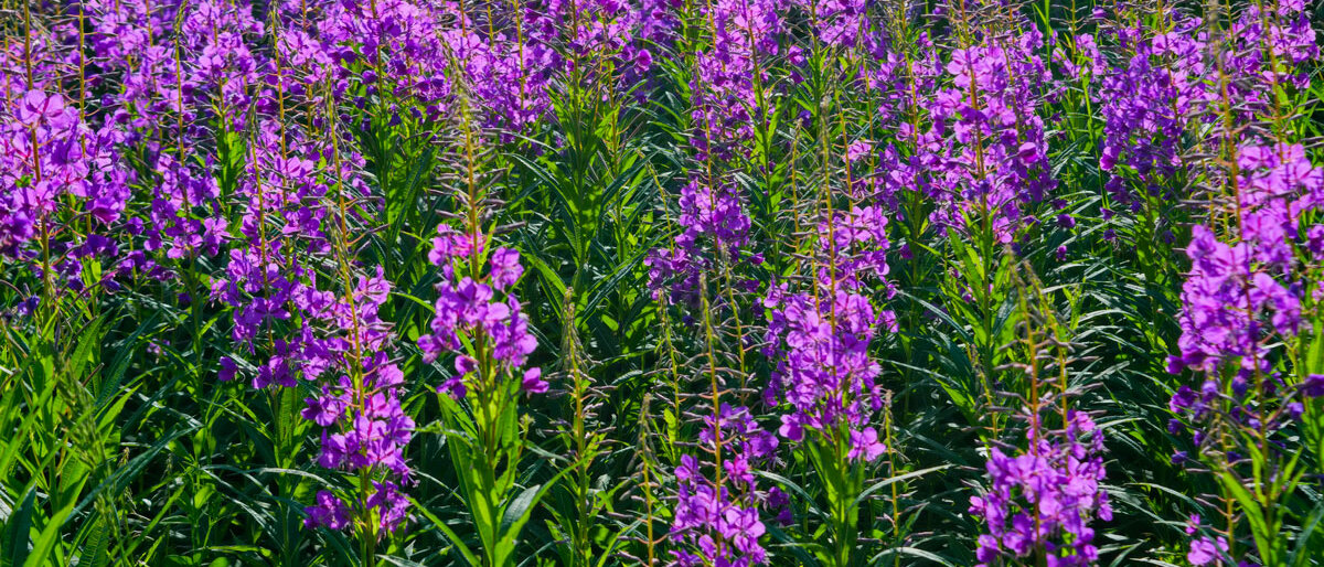 Ein Feld voller violett blühender Stauden von Weidenröschen