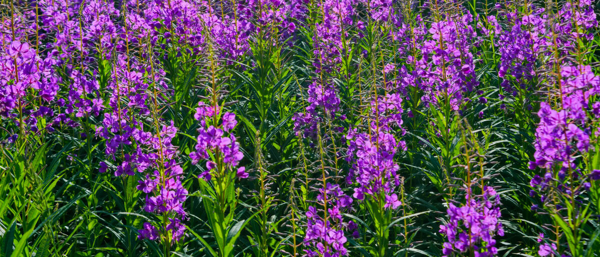 Ein Feld voller violett blühender Stauden von Weidenröschen