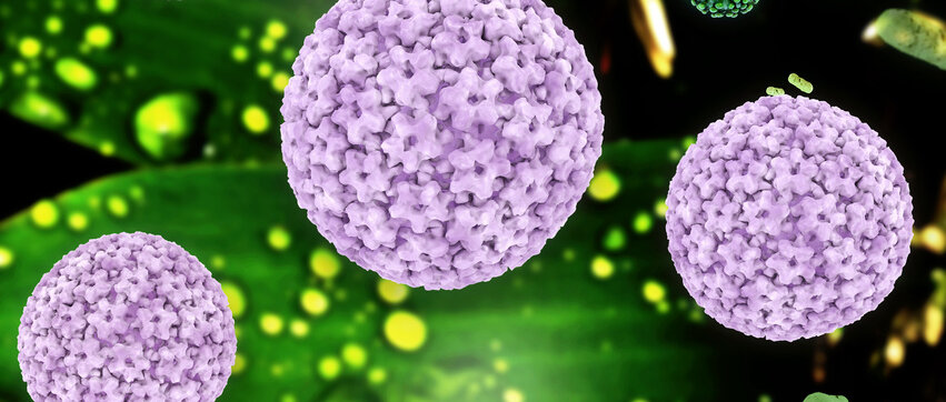 Papillomviren Papillomviren