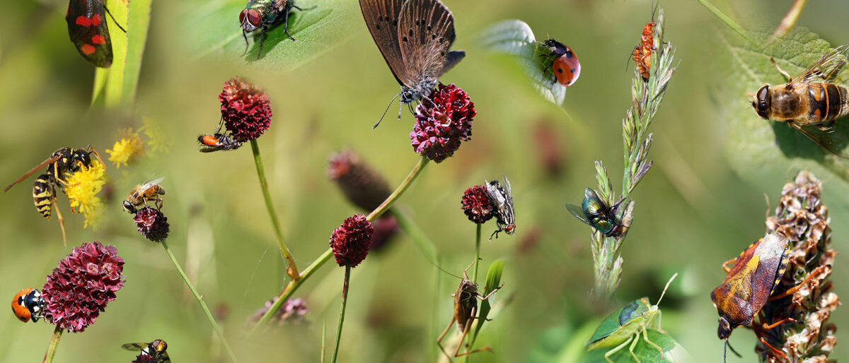 viele verschiedene Insekten, Falter und Marienkäfer auf Pflanzen