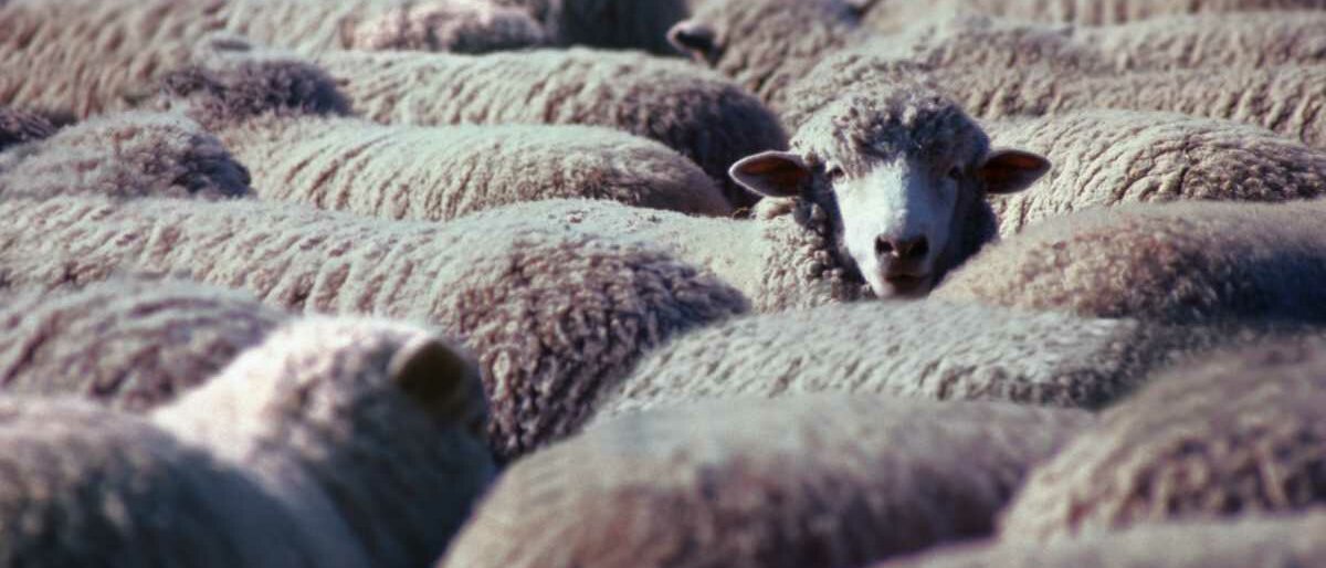 Aus einer Schafherde blickt ein Schaf heraus.