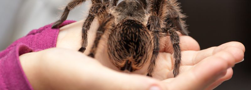 Große haarige Spinne in Kinderhand