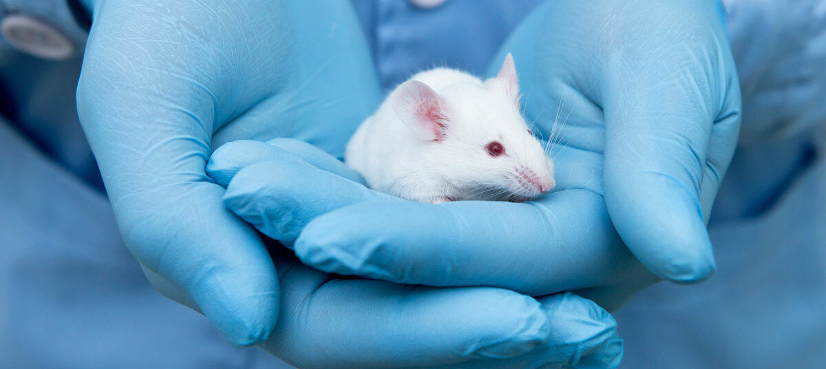 behandschuhte Hände halten eine weiße Laborratte