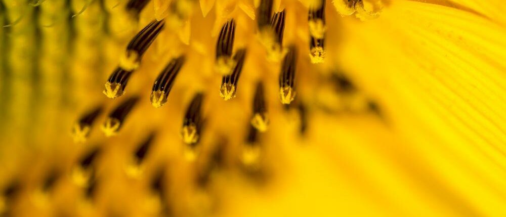 Staubblatt © Gajus / fotolia.com