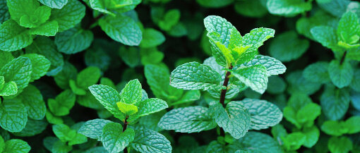 © lzf / iStock / Getty Images Blätter © lzf / iStock / Getty Images