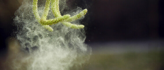 Pollen © octoflash / iStock / Thinkstock