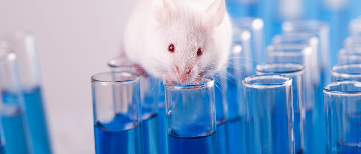 Eine weiße Ratte auf Reagenzgläsern mit blauer Flüssigkeit